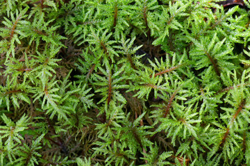 Pleurozium schreberi, the red-stemmed feathermoss or Schreber's big red stem moss