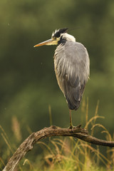 Grey heron