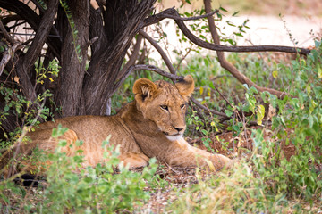 Lions rest in the grass of the savanna