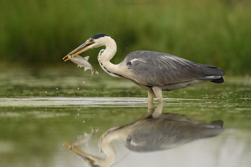 Grey heron with fish