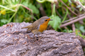 Robin redbreast (Erithacus rubecula) sitting on a branch in the spring forest