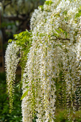 Close-up beautiful full bloom of white Wisteria blossom trees flowers in springtime sunny day with blur background at Ashikaga Flower Park, Tochigi prefecture, Famous travel destination in Japan
