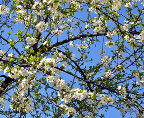 branch of a tree in spring