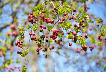 red berries of barberry