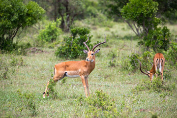 Some antelopes in the grass landscape of Kenya