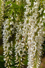 Close-up beautiful full bloom of white Wisteria blossom trees flowers in springtime sunny day with blur background at Ashikaga Flower Park, Tochigi prefecture, Famous travel destination in Japan
