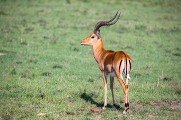 Some antelopes in the grass landscape of Kenya