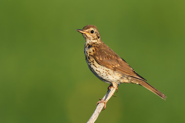 Song thrush