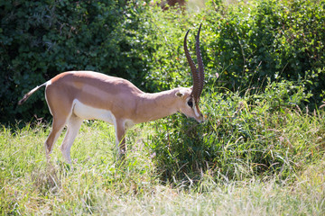 Some antelopes in the grass landscape of Kenya