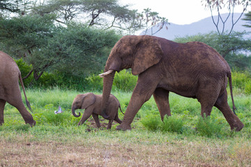 Elephants walk among the trees and shrubs