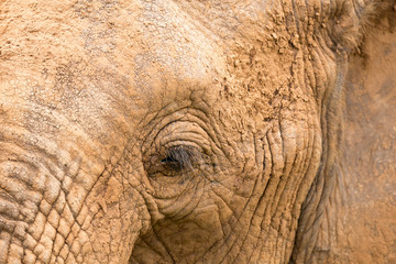 Fototapeta premium Close-up of the face of a big elephant
