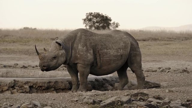 Rhino in Masai Mara park, Kenya