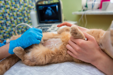 The doctor does an ultrasound examination of the cat's abdomen, an animal on the operating table, a doctor and a patient, a veterinary clinic