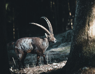 Amazing alpine ibex, in german called Alpensteinbock, in the austrian mountains