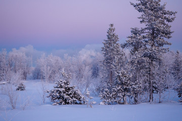 Snow-covered pines against the dawn sky. Winter beyond the Arctic Circle