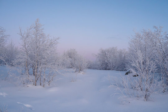 Dwarf birch with inem on the branches. Winter beyond the Arctic Circle