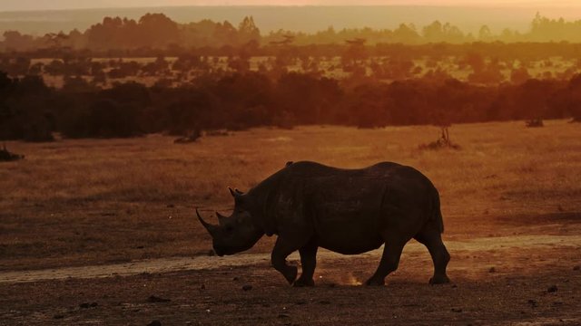 Rhino in Masai Mara park on a sunset