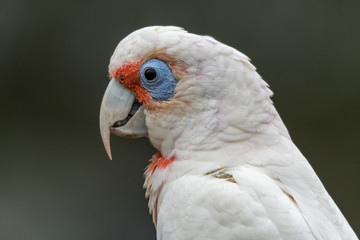 Long-billed Corella