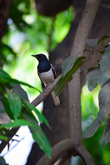 bird on a branch