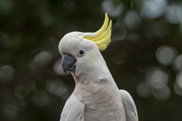 Sulphur-crested Cockatoo
