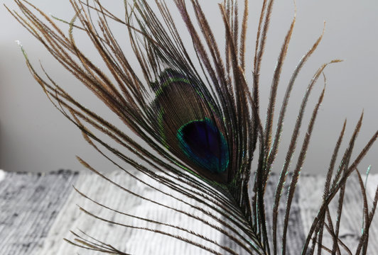 Peacock feathers. Feathers background. Colorful Peacock feathers. Feathers texture.