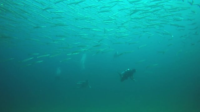Scuba diving and barracuda fish 