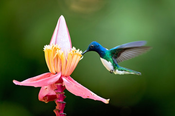 White-necked jacobin (Florisuga mellivora) is a large and attractive hummingbird that ranges from...