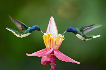 Fototapety  White-necked jacobin (Florisuga mellivora) is a large and attractive hummingbird that ranges from Mexico, south to Peru, Bolivia and south Brazil.