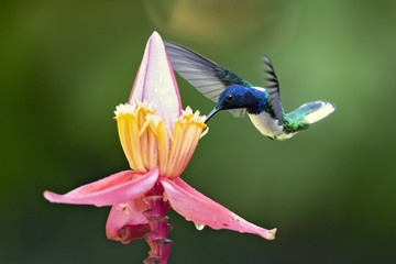 White-necked jacobin (Florisuga mellivora) is a large and attractive hummingbird that ranges from Mexico, south to Peru, Bolivia and south Brazil.