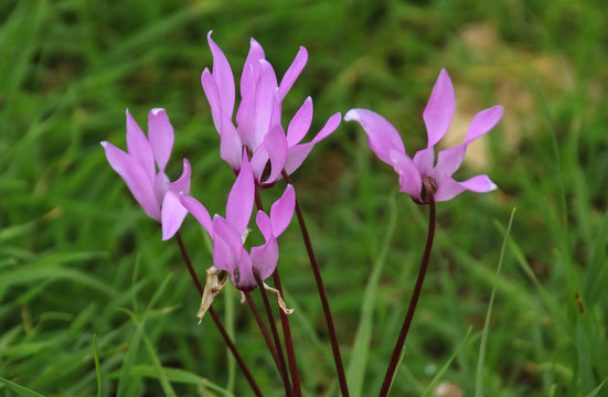Cyclamen persicum (Persian Violets) on Aphrodite and Adonis Nature Trail, Akamas Peninsula, Cyprus
