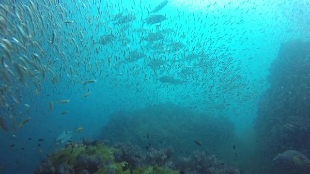 Coral reef and fish underwater in Thailand 