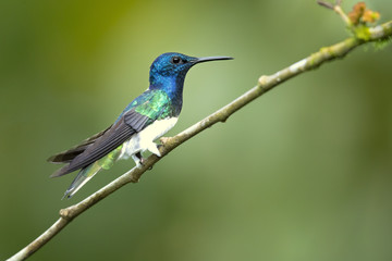 White-necked jacobin (Florisuga mellivora) is a large and attractive hummingbird that ranges from Mexico, south to Peru, Bolivia and south Brazil.