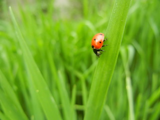 ladybug on green grass