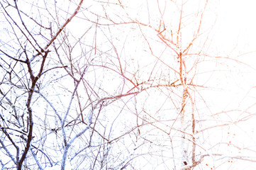 Tree branch in beauty blue-orange light with white sky background by retouching Technic