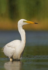 Great egret