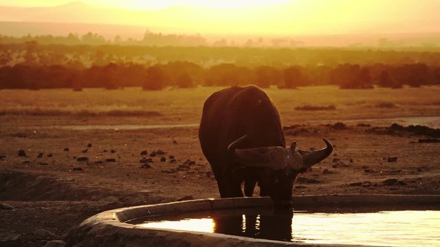 African buffalo in Masai Mara park drinking on a sunset