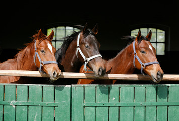 Obraz premium Thoroughbred young horses looking over wooden barn door in stable at ranch on sunny summer day