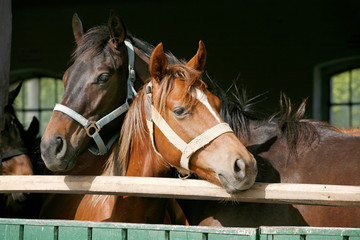 Obraz premium Thoroughbred young horses looking over wooden barn door in stable at ranch on sunny summer day