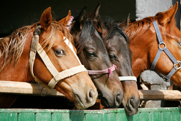 Obraz premium Thoroughbred young horses looking over wooden barn door in stable at ranch on sunny summer day