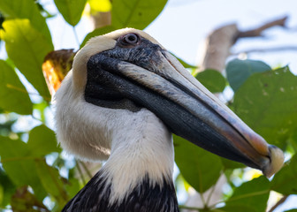 white pelican series 3