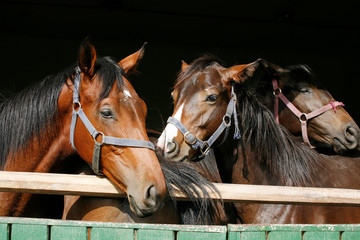 Thoroughbred young horses looking over wooden barn door in stable at ranch on sunny summer day