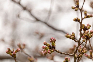 開花直前の桜の蕾