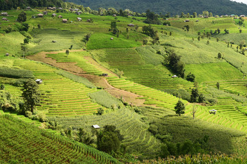 Fototapeta na wymiar The beautiful landscape of rice fields in Thailand. 