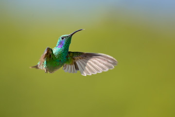 Mexican violetear (Colibri thalassinus) is a medium-sized, metallic green hummingbird species commonly found in forested areas from Mexico to Nicaragua. 