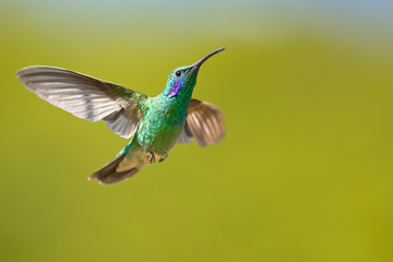 Mexican violetear (Colibri thalassinus) is a medium-sized, metallic green hummingbird species commonly found in forested areas from Mexico to Nicaragua.  © Milan