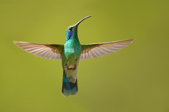 Mexican violetear (Colibri thalassinus) is a medium-sized, metallic green hummingbird species commonly found in forested areas from Mexico to Nicaragua. 