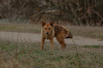 Naklejka premium Street dog. Portrait of a dog