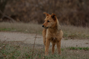 Obraz na płótnie Canvas Street dog. Portrait of a dog