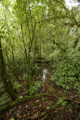 moss on a tree in the forest