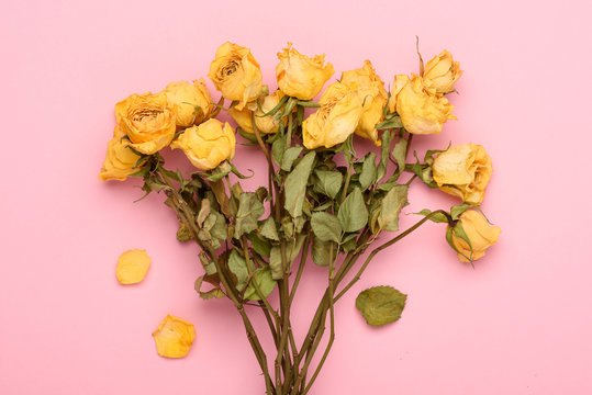 Dry yellow roses bouquet on pink pastel background